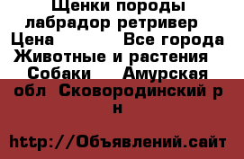 Щенки породы лабрадор ретривер › Цена ­ 8 000 - Все города Животные и растения » Собаки   . Амурская обл.,Сковородинский р-н